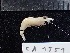  ( - CA1551)  @11 [ ] Copyright (2016) Valentin de Mazancourt Museum national d'histoire naturelle, Paris