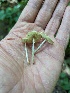  (Lepiota cristata - CCDB-42548-G08)  @11 [ ] CreativeCommons - Attribution Non-Commercial Share-Alike (2023) W.D. Van Hemessen Western University