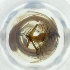  ( - CARR_003_E2)  @11 [ ] by  Genome Research Ltd as Wellcome Sanger Institute Genome Research Limited operating as Wellcome Sanger Institute