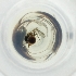  ( - MOZZ00000978A_G11)  @11 [ ] by  Genome Research Ltd as Wellcome Sanger Institute Genome Research Limited operating as Wellcome Sanger Institute