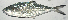  ( - 280518-KH6)  @11 [ ] Copyright (2019) Jean-Dominique Durand Institut de Recherche pour le Developpement