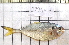  ( - 290916-7)  @11 [ ] Copyright (2019) Jean-Dominique Durand Institut de Recherche pour le Developpement