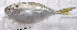  ( - 290916-8)  @11 [ ] Copyright (2019) Jean-Dominique Durand Institut de Recherche pour le Developpement
