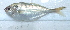  ( - 290916-9)  @11 [ ] Copyright (2019) Jean-Dominique Durand Institut de Recherche pour le Developpement