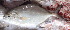  ( - 291116-CD7)  @11 [ ] Copyright (2019) Jean-Dominique Durand Institut de Recherche pour le Developpement