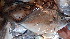  ( - CD30 270417)  @11 [ ] Copyright (2019) Jean-Dominique Durand Institut de Recherche pour le Developpement