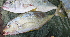  ( - CDCaranx-11)  @11 [ ] CreativeCommons - Attribution Non-Commercial Share-Alike (2015) Jean-Dominique Durand IRD