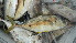  ( - D14.030616CD)  @11 [ ] CreativeCommons - Attribution Non-Commercial Share-Alike (2015) Hoang Duc Huy IRD