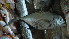  ( - D3.040616 CD)  @11 [ ] CreativeCommons - Attribution Non-Commercial Share-Alike (2015) Hoang Duc Huy IRD