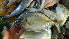  ( - D3.050616 CD)  @11 [ ] CreativeCommons - Attribution Non-Commercial Share-Alike (2015) Hoang Duc Huy IRD