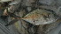 ( - D8.030616CD)  @11 [ ] CreativeCommons - Attribution Non-Commercial Share-Alike (2015) Hoang Duc Huy IRD