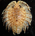  (Acanthoserolis - MACN-Cru 00001)  @11 [ ] Unspecified (default): All Rights Reserved  Unspecified Unspecified