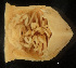  ( - MACN-Cru 00054)  @11 [ ] Unspecified (default): All Rights Reserved  Unspecified Unspecified