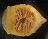  ( - MACN-Cru 00080)  @11 [ ] Unspecified (default): All Rights Reserved  Unspecified Unspecified