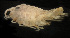  (Neoserolis - MACN-Cru 00025)  @11 [ ] Unspecified (default): All Rights Reserved  Unspecified Unspecified