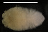  (Paramunna integra - MACN-Cru 00011)  @11 [ ] Unspecified (default): All Rights Reserved  Unspecified Unspecified