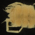  ( - MACN-Cru 00083)  @11 [ ] Unspecified (default): All Rights Reserved  Unspecified Unspecified