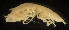  ( - MACN-Cru 00083)  @11 [ ] Unspecified (default): All Rights Reserved  Unspecified Unspecified
