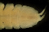  ( - MACN-Cru 00083)  @11 [ ] Unspecified (default): All Rights Reserved  Unspecified Unspecified