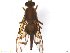 ( - BCLDR04E15255)  @13 [ ] CreativeCommons - Attribution (2017) Henry Troya Agrocalidad