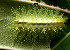  (Thosea sp. AAL8404 - USNM ENT 00704298)  @12 [ ] Unspecified (default): All Rights Reserved  Unspecified Unspecified