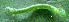  ( - USNM ENT 00704316)  @12 [ ] Unspecified (default): All Rights Reserved  Unspecified Unspecified