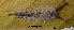  ( - USNM ENT 00704432)  @12 [ ] Unspecified (default): All Rights Reserved  Unspecified Unspecified