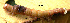 ( - USNM ENT 00704449)  @12 [ ] Unspecified (default): All Rights Reserved  Unspecified Unspecified