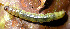  (Cydalima sp. AAL8317 - USNM ENT 00704544)  @13 [ ] Unspecified (default): All Rights Reserved  Unspecified Unspecified