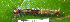  ( - USNM ENT 00704578)  @12 [ ] Unspecified (default): All Rights Reserved  Unspecified Unspecified