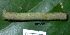  ( - USNM ENT 00704389)  @12 [ ] Unspecified (default): All Rights Reserved  Unspecified Unspecified