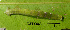  ( - USNM ENT 00704366)  @12 [ ] Unspecified (default): All Rights Reserved  Unspecified Unspecified
