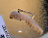  (Ophyx loxographa - USNM ENT 00704227)  @12 [ ] Unspecified (default): All Rights Reserved  Unspecified Unspecified