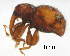  (Trypetidini - GR0651)  @11 [ ] c (2024) Vasily Grebennikov CFIA