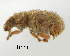  (Pentatrachyphloeus - GR0820)  @11 [ ] c (2025) Vasily Grebennikov CFIA