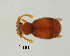  (Bryaxis scapularis - GR0903)  @11 [ ] c (2025) Vasily Grebennikov CFIA