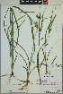  ( - ELB_0106)  @11 [ ] CreativeCommons - Attribution Non-Commercial Share-Alike (2024) Universite de Montreal, L'Herbier Marie-Victorin Universite de Montreal, L'Herbier Marie-Victorin