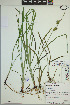  ( - ELB_0107)  @11 [ ] CreativeCommons - Attribution Non-Commercial Share-Alike (2024) Universite de Montreal, L'Herbier Marie-Victorin Universite de Montreal, L'Herbier Marie-Victorin