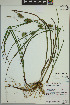  ( - ELB_0108)  @11 [ ] CreativeCommons - Attribution Non-Commercial Share-Alike (2024) Universite de Montreal, L'Herbier Marie-Victorin Universite de Montreal, L'Herbier Marie-Victorin