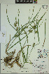  ( - ELB_0154)  @11 [ ] CreativeCommons - Attribution Non-Commercial Share-Alike (2024) Universite de Montreal, L'Herbier Marie-Victorin Universite de Montreal, L'Herbier Marie-Victorin