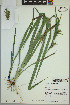  ( - ELB_0167)  @11 [ ] CreativeCommons - Attribution Non-Commercial Share-Alike (2024) Universite de Montreal, L'Herbier Marie-Victorin Universite de Montreal, L'Herbier Marie-Victorin