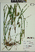  ( - ELB_0193)  @11 [ ] CreativeCommons - Attribution Non-Commercial Share-Alike (2024) Universite de Montreal, L'Herbier Marie-Victorin Universite de Montreal, L'Herbier Marie-Victorin
