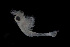  (Palaemon pandaliformis - CH681-G05)  @11 [ ] CreativeCommons - Attribution (2017) Lucia Montes-Ortiz El Colegio de la Frontera Sur, Unidad Chetumal
