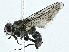  ( - BIOUG85283-G04)  @11 [ ] CreativeCommons - Attribution (2023) CBG Photography Group Centre for Biodiversity Genomics