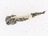  (Cryptochironomus redekei - CBG-A10828-G04)  @11 [ ] CreativeCommons - Attribution Share-Alike (2023) CBG Photography Group Centre for Biodiversity Genomics