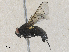  ( - CBG-A28405-B03)  @11 [ ] CreativeCommons - Attribution Share - Alike (2024) CBG Photography Group Centre for Biodiversity Genomics