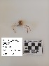  (Inachus leptochirus - CBB-300203)  @11 [ ] CreativeCommons  Attribution (by) (2024) Unspecified Universitat de les Illes Balears