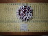  (Sphaerechinus - CBB-300168)  @11 [ ] CreativeCommons  Attribution (by) (2024) Unspecified Universitat de les Illes Balears