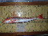  ( - CBB-300140)  @11 [ ] CreativeCommons  Attribution (by) (2024) Unspecified Universitat de les Illes Balears