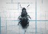  ( - Carabidae 038)  @11 [ ] CreativeCommons  Attribution Share-Alike (2021) Lucija Seric Jelaska University of Zagreb, Faculty of Science, Department of Biology